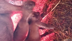 Tapisori anglo nubiene - imagine 5