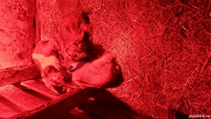 Tapisori anglo nubiene - imagine 3