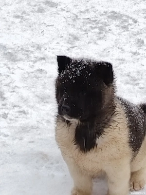 Akita american au mai ramas 3 fetie - imagine 5