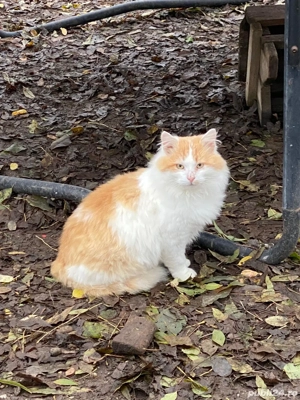 Băiat simpatic pentru Doamne și Domnișoare.