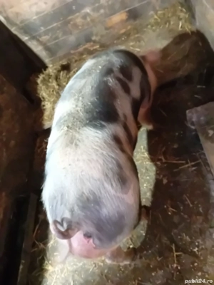 Vand purcea - imagine 2