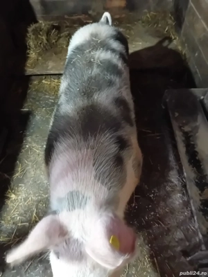 Vand purcea - imagine 3