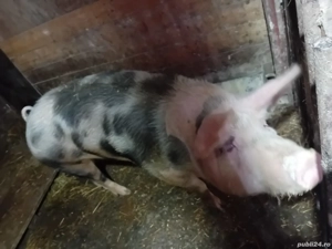 Vand purcea - imagine 4