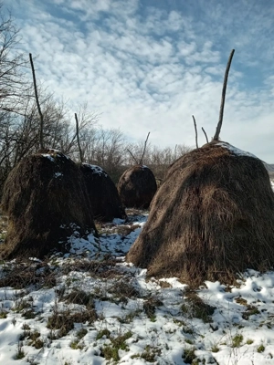 capite de fan - imagine 3