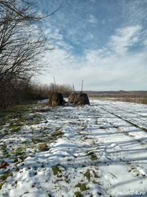 capite de fan - imagine 2