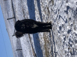 Ciobănesc negru corb - imagine 4