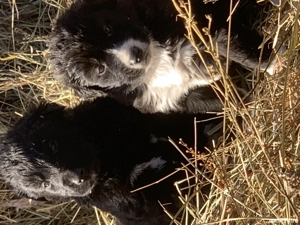 Ciobănesc negru corb - imagine 2