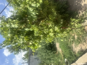 Casă de vânzare   Zona Străulești - imagine 4
