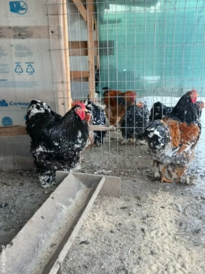 vand cocosi de rasa - imagine 2