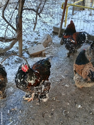 vand cocosi de rasa - imagine 3