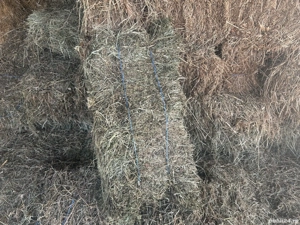 Vând baloți de lucernă 