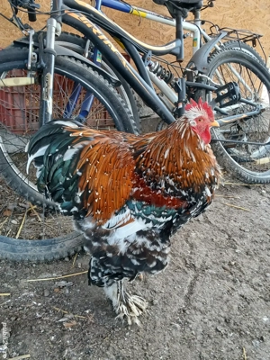 vand cocosi de rasa - imagine 4