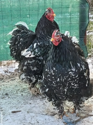 vand cocosi de rasa - imagine 5