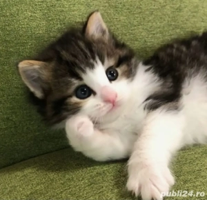 Siberiană de Pădure 