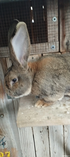 Masculi de vanzare - imagine 3