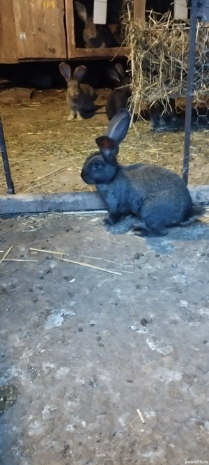 Masculi de vanzare - imagine 4