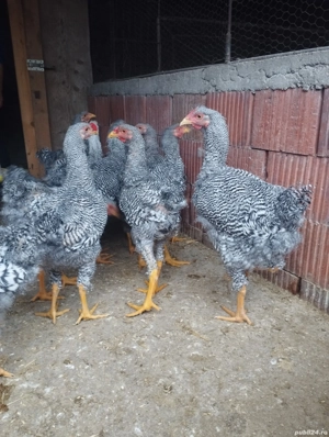 cocoși de vanzare - imagine 2