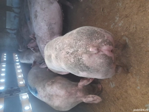 Purcei de calitate - imagine 3