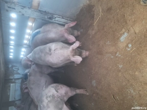 Purcei de calitate - imagine 2