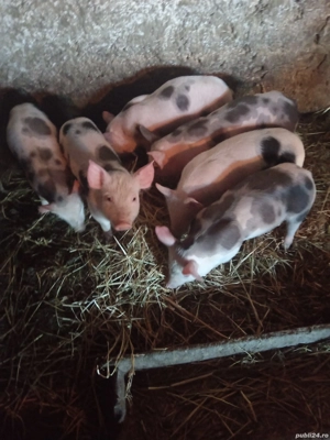 Purcei frumosi  - imagine 2