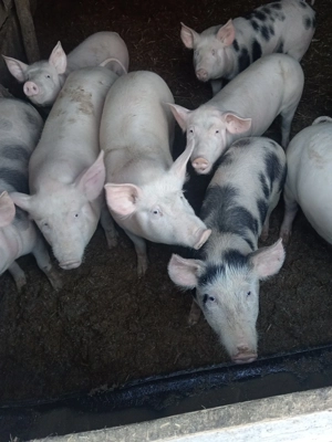 Soldani frumosi  - imagine 2