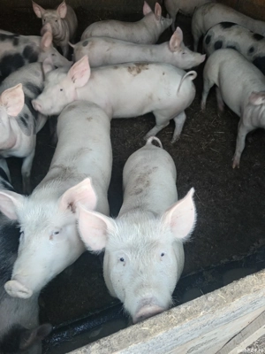 Soldani frumosi  - imagine 3