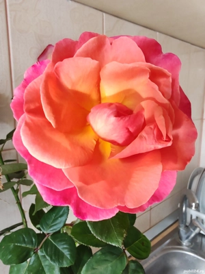 Drumul Sării Razoare Panduri 