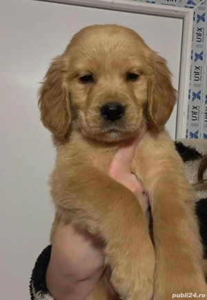 Pui Golden Retriever 