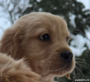 Pui Golden Retriever  - imagine 2