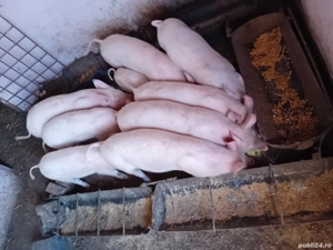 Purcei de vinzare au 20 kg si 500 lei buc - imagine 3