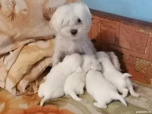 Bichon Maltez vârstă 2 Luni