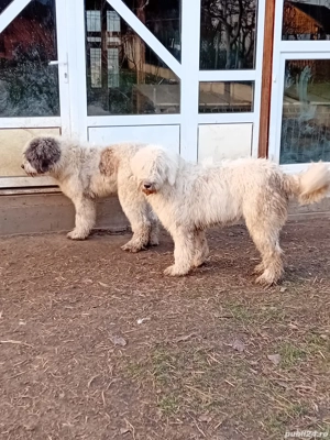 Ciobănesc mioritic mascul - imagine 2