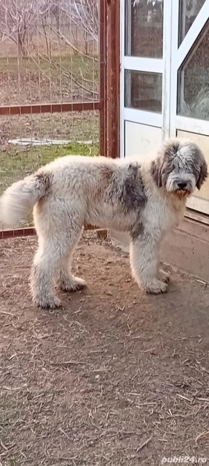 Ciobănesc mioritic mascul