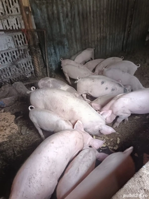 Vand sau schimb  purcei timisoara - imagine 2