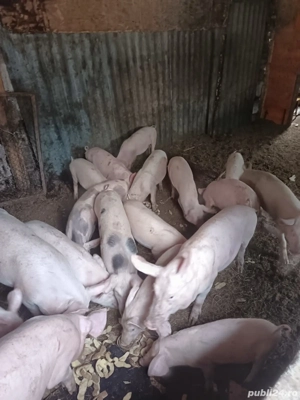 Vand sau schimb  purcei timisoara