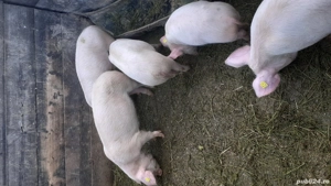 Vand grasuni ..........