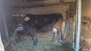 Vaca de vânzare  - imagine 2