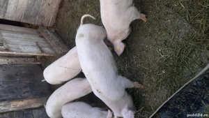 Vand grasuni .......... - imagine 3