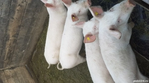 Vand grasuni .......... - imagine 2