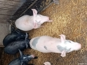 vand purcei - imagine 5