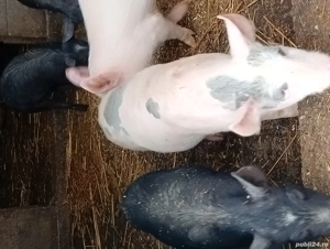 vand purcei - imagine 3