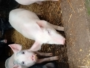 vand purcei - imagine 2