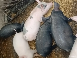 vand purcei - imagine 4