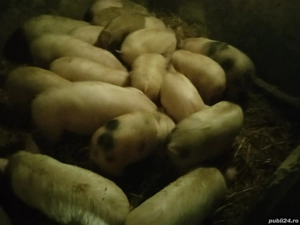 Vând grăsuni  - imagine 4