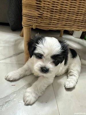 Shih-tzu talie mica