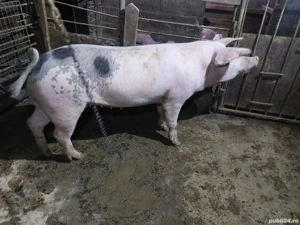 Porci 130 kg - imagine 2