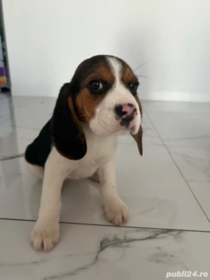 Beagle tricolor  - imagine 2