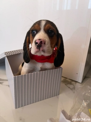 Beagle tricolor  - imagine 3