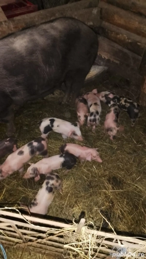 scroafa fatata de vînzare