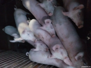 Vand purcei 3 luni jumatate